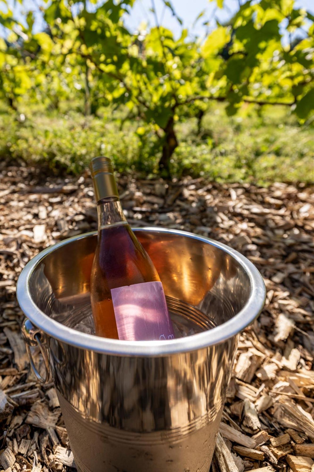 Hotel Holmegaard Vin Og Glamping Dannemare Exterior foto